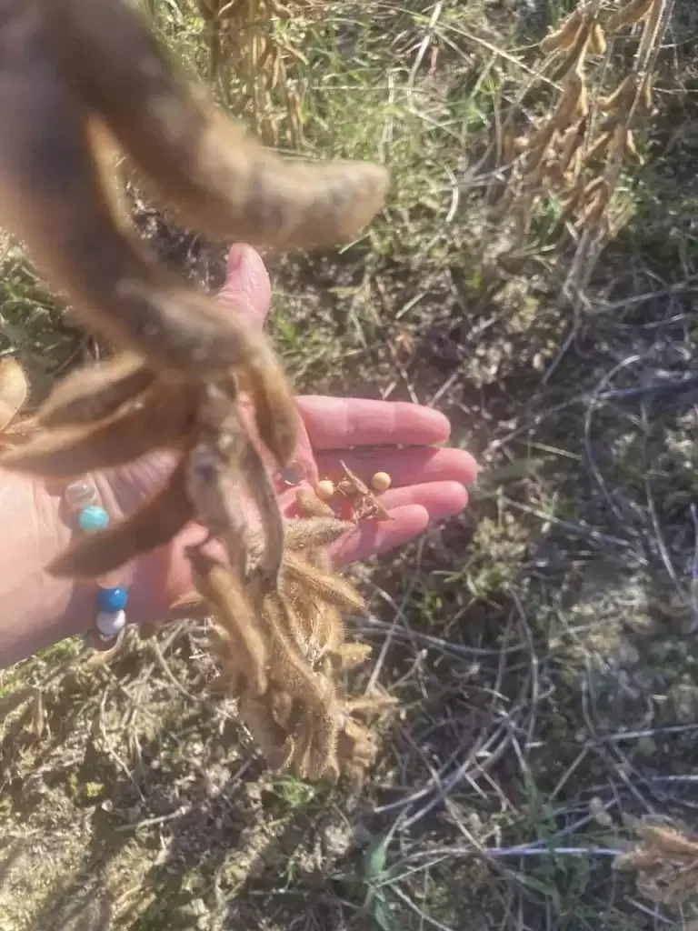 Récolte du Soja 100% Béarnais à la Ferme Sahouret !