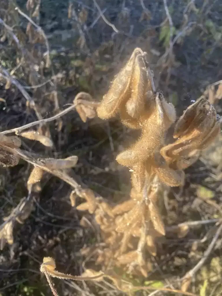 Récolte du Soja 100% Béarnais à la Ferme Sahouret !