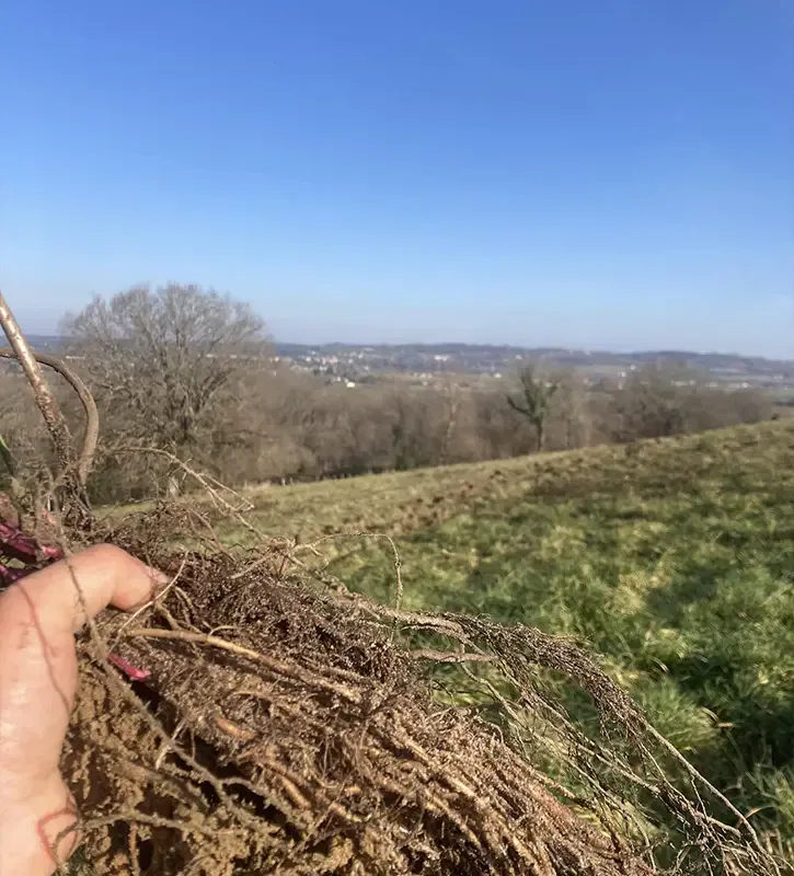 Agroforesterie et plantations à Sauveterre-de-Béarn