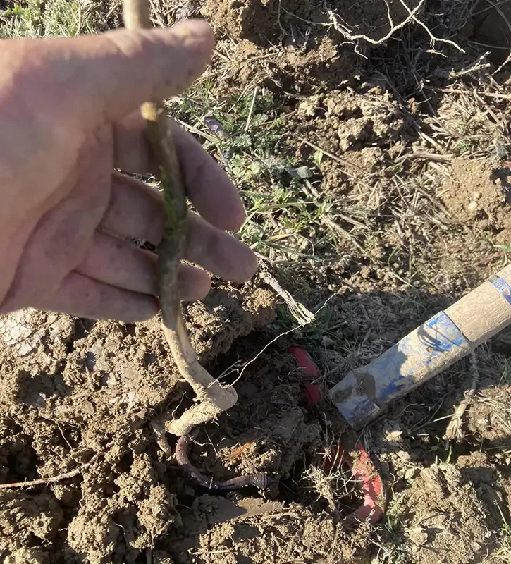 Agroforesterie et plantations à Sauveterre-de-Béarn