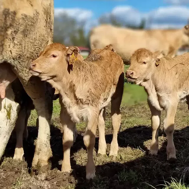 Veaux de race Blonde d'Aquitaine, veau fermier à Sauveterre-de-Béarn (64)