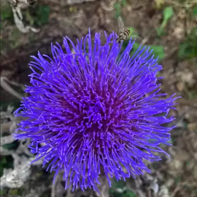 Biodiversité et agroforesterie en Béarn (64)