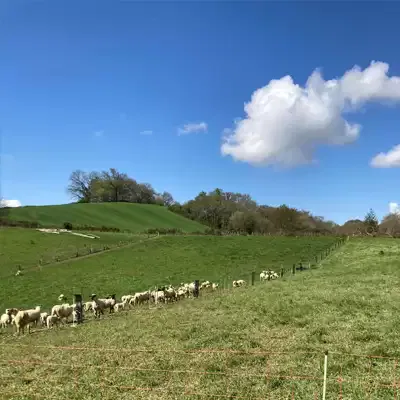 Agroforesterie en Béarn (64)