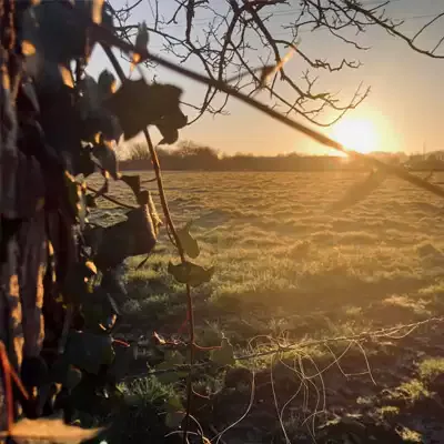 Arbres et agroforesterie en Béarn (64)
