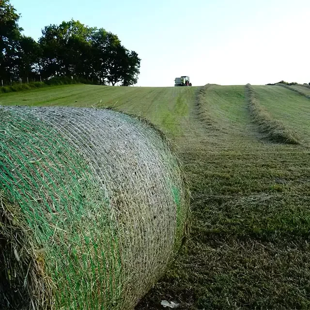 Culture Enrubanné Sauveterre de Béarn (64)