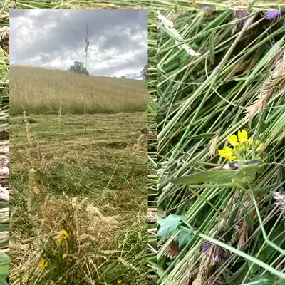 Ferme Sahouret et agroforesterie