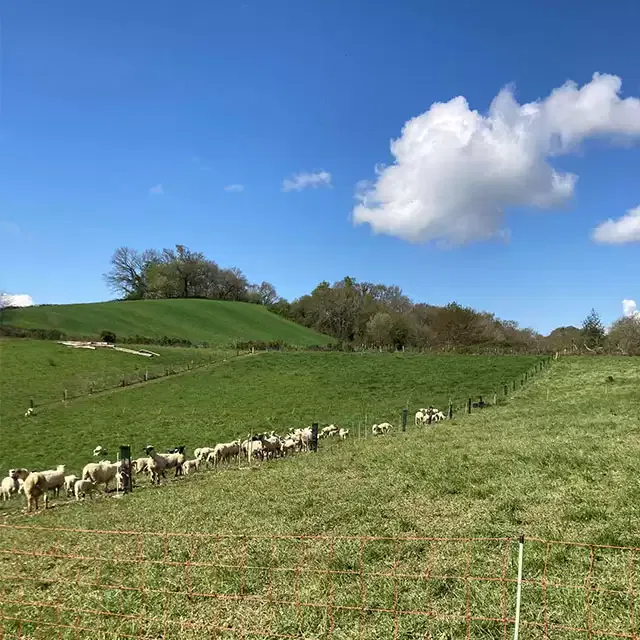 Pâturage tournant dynamique dans le Béarn (64)