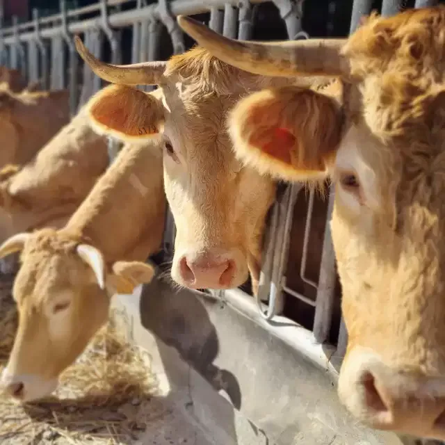 Vaches race Blonde d'Aquitaine à Sauvterre-de-Béarn (64)
