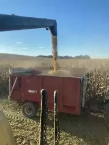 Récolte du Soja 100% Béarnais à la Ferme Sahouret !