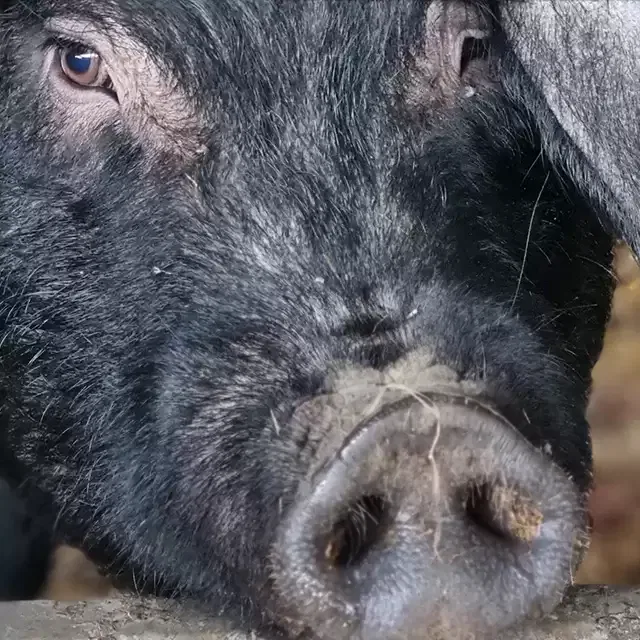 Porc noir type Gascon - colis de porc - Ferme Sahouret - Sauveterre de Béarn (64)