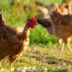 Volaille et poulet fermier, Sauveterre-de-Béarn (64)